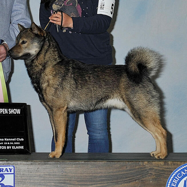 Beikoku Chuugataken Aigokai 米国中型犬愛護会 | Appreciating NIPPO and the ...